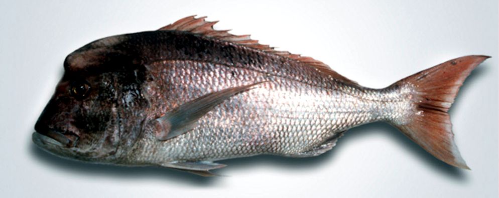 Dentex gibbosus_03,jpg